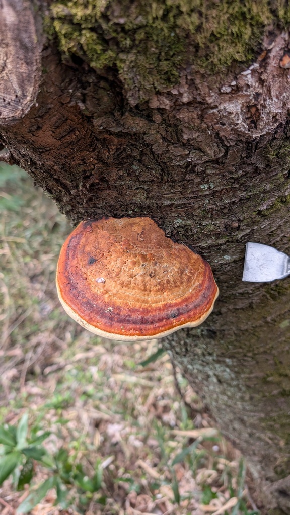 Fomitopsis pinicola · April 2025 · photo: © atsushi_nakajima_cirque (iNaturalist, cc-by)