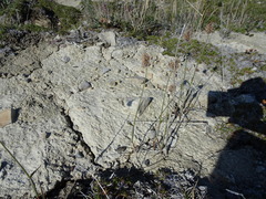 Alopecurus magellanicus