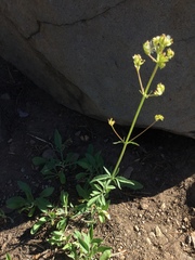 Valeriana californica