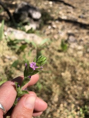 Epilobium densiflorum