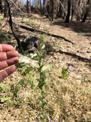 Epilobium densiflorum