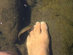 Hesperoleucus venustus subditus