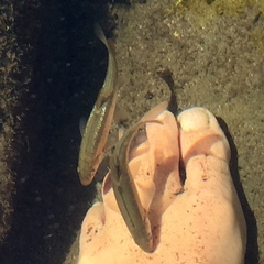 Hesperoleucus venustus subditus