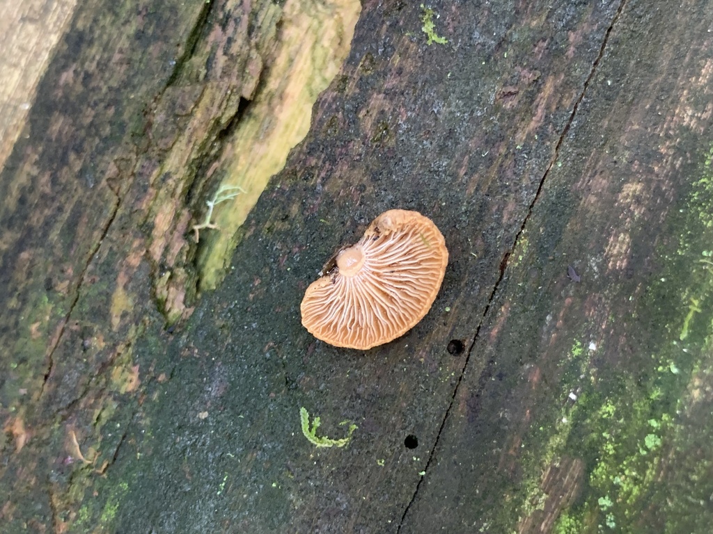 Panellus stipticus · April 2025 · photo: © celadonfern (iNaturalist, cc-by)