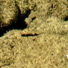 Catostomus occidentalis