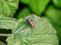 Sarcophagidae