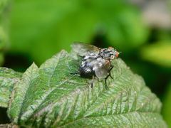 Sarcophagidae