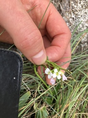 Arabis hirsuta