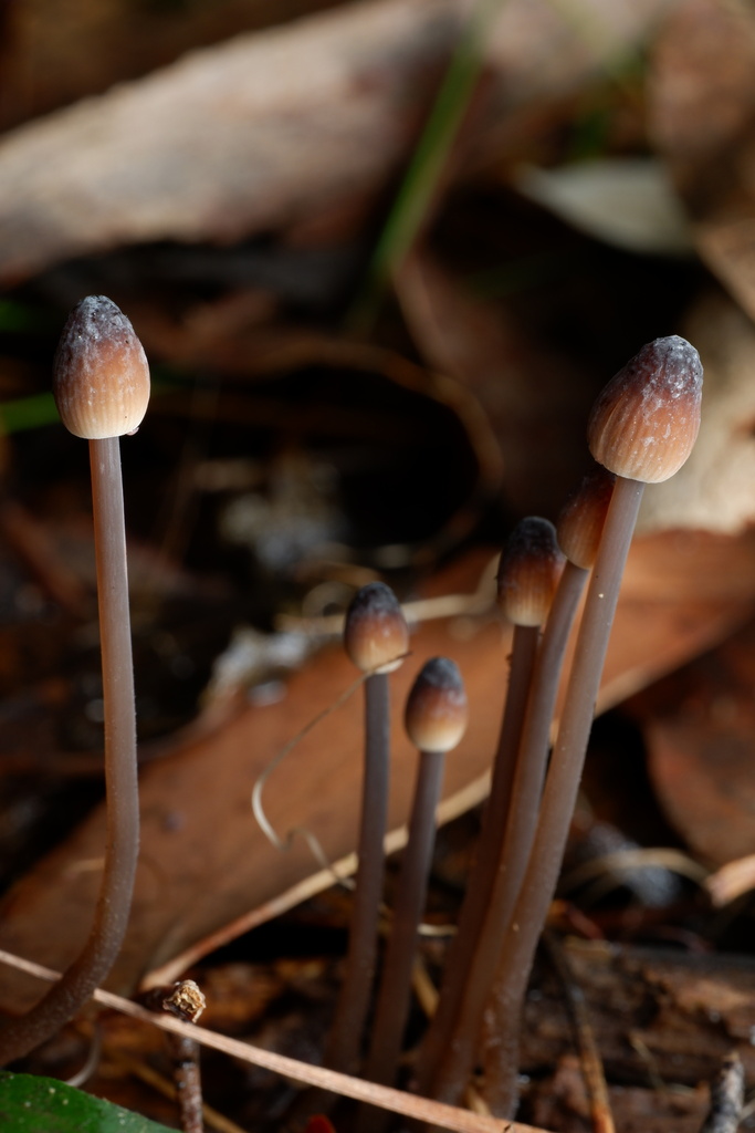 Mycena cystidiosa · April 2025 · photo: © celadonfern (iNaturalist, cc-by)