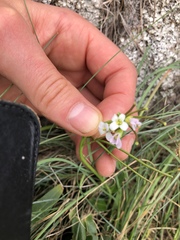 Arabis hirsuta