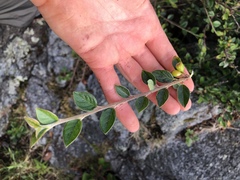 Cotoneaster simonsii