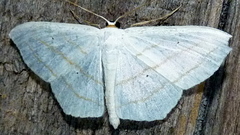 Scopula ordinata