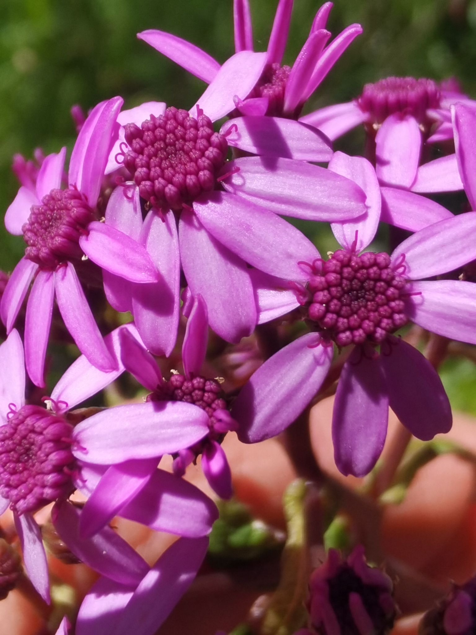 Pericallis papyracea