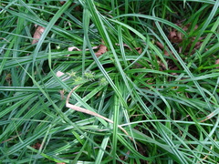 Carex viridula