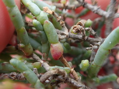 Salicornia littorea