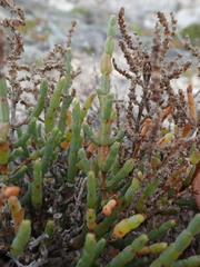 Salicornia littorea