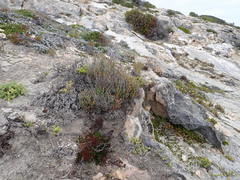 Salicornia littorea