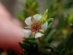 Diosma subulata