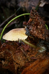 Entoloma readiae