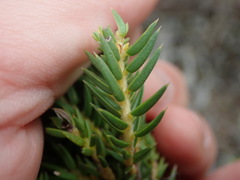 Diosma subulata