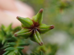 Diosma subulata