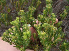 Diosma subulata