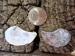 Heteroclidus punctatus