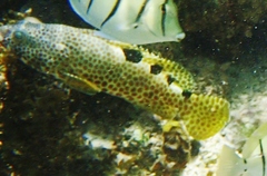 Epinephelus spilotoceps
