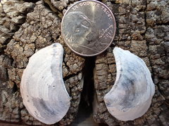 Heteroclidus punctatus