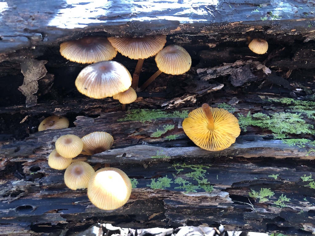 Mycena leana · April 2025 · photo: © samb0 (iNaturalist, cc-by)