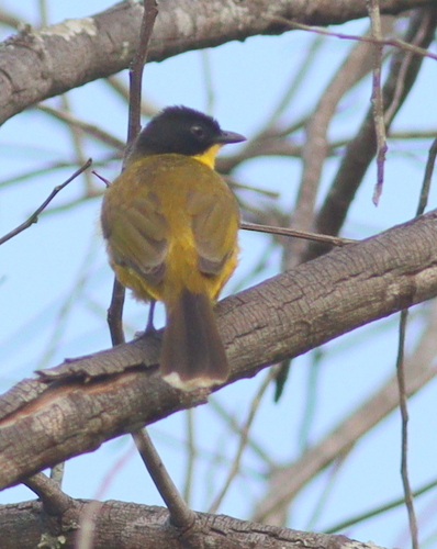 Black-capped Bulbul (Rubigula melanictera), photo 4
