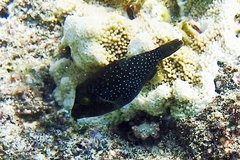 Canthigaster amboinensis