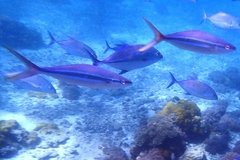 Elagatis bipinnulata