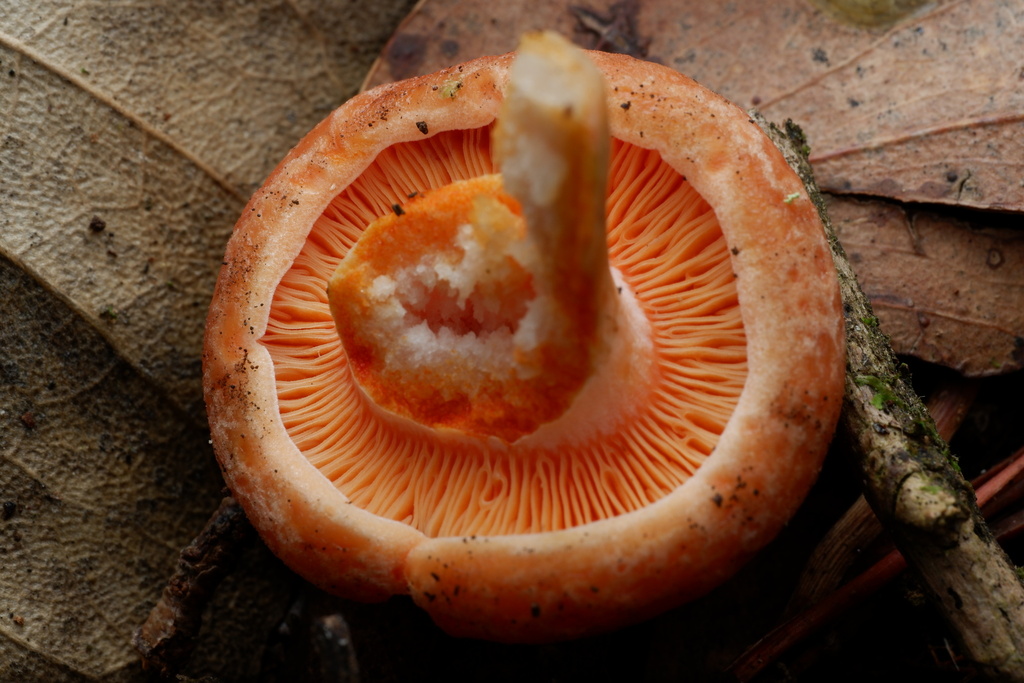 Lactarius deliciosus · April 2025 · photo: © celadonfern (iNaturalist, cc-by)