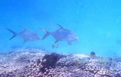 Trachinotus blochii