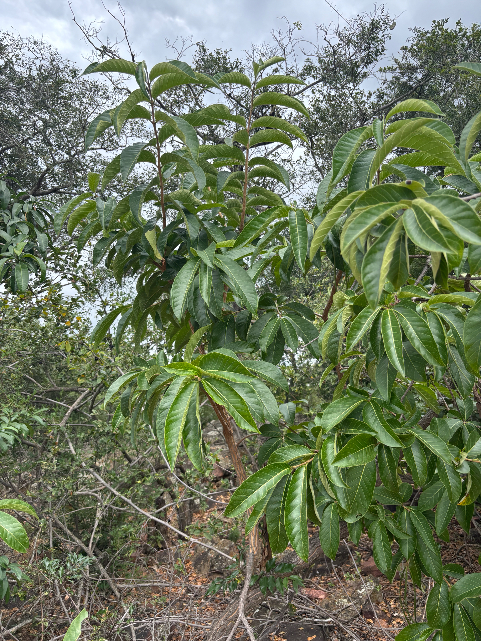 Imagem de Conde-de-lages