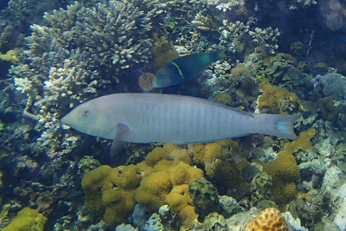 Narrow-banded Rainbowfish