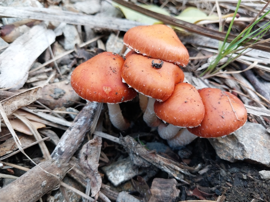 Leratiomyces ceres · April 2025 · photo: © kiwialli (iNaturalist, cc-by)