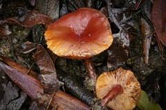 Lactarius eucalypti