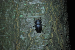 Serrognathus titanus castanicolor