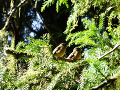 Muscicapa ferruginea
