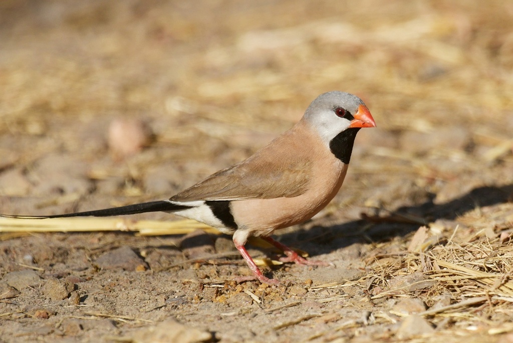 Long-Tailed Finch
