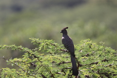 Corythaixoides leucogaster