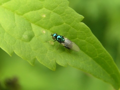 Microchrysa polita