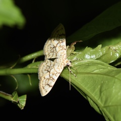 Haritalodes