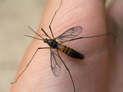 Nephrotoma altissima