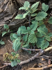 Phacelia hydrophylloides