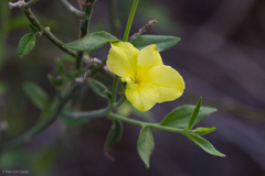 Haplophyton crooksii