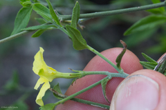 Haplophyton crooksii