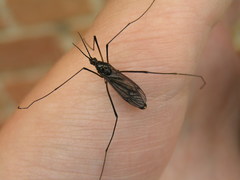 Nephrotoma altissima